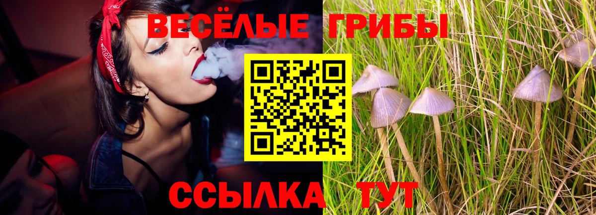 Псилоцибиновые грибы Cubensis Армавир